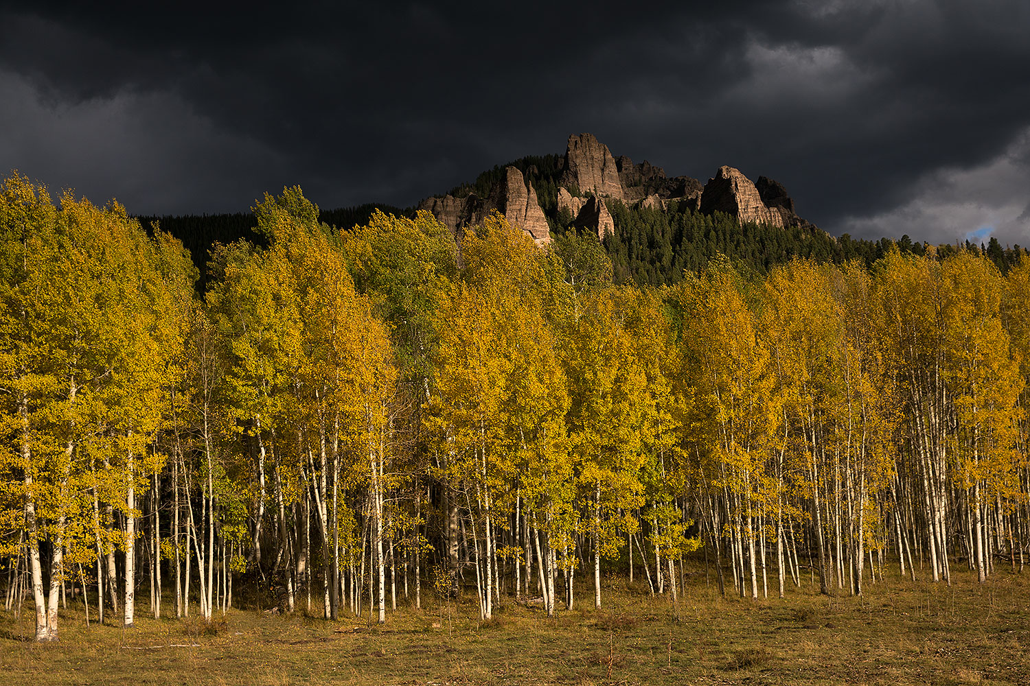 2017-10-01-clear-trees-im50-a7r2_5154