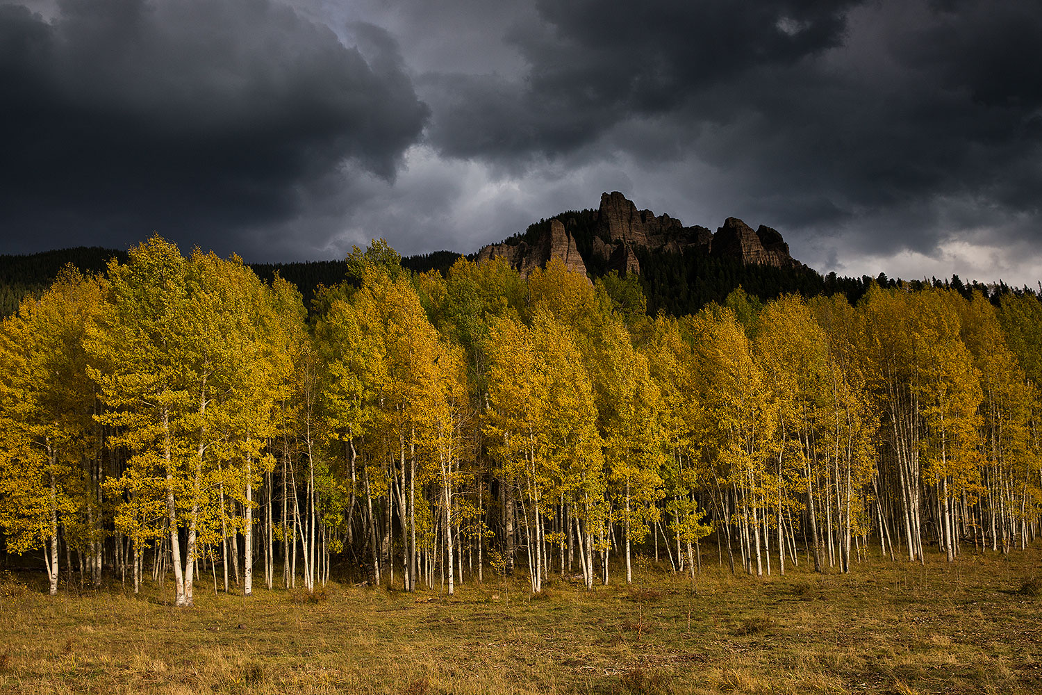 2017-10-01-clear-trees-im50-a7r2_5160