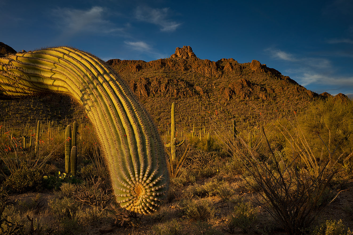 2018-04-11-tuc-mtns-cactus-mi77-9-0-a7r3_0798