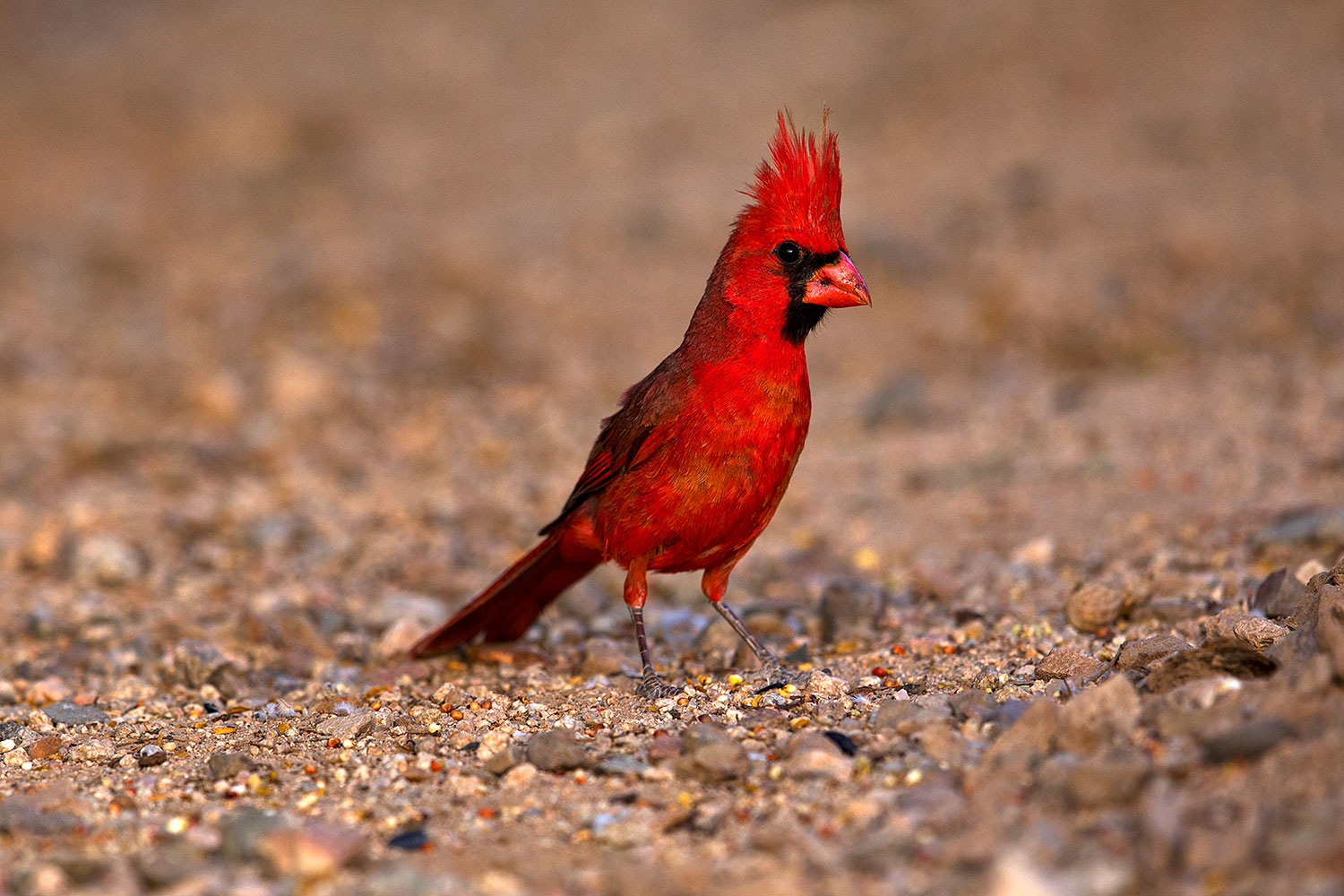 2018-05-26-gv-cardinal-viv77-5d4_6387