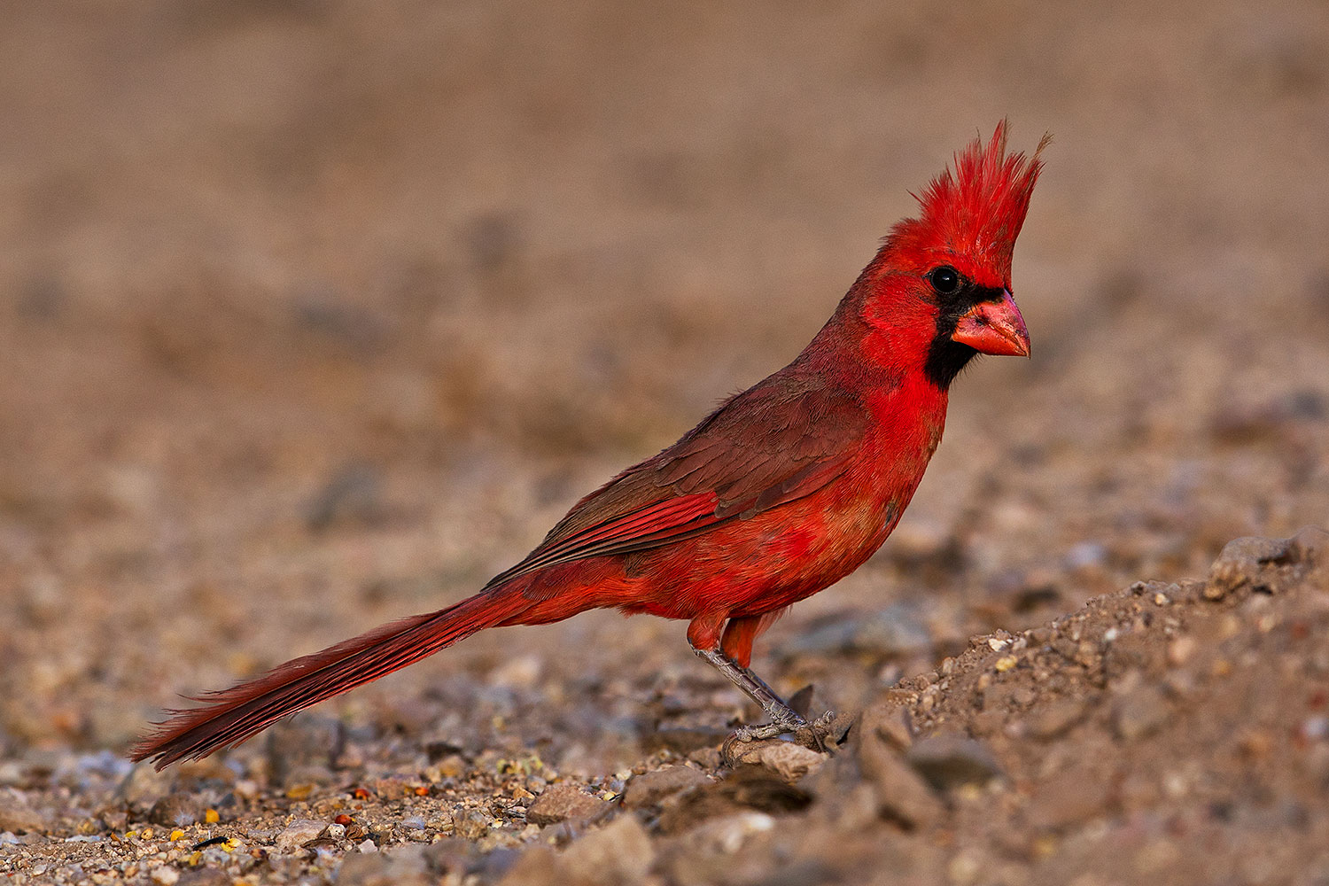 2018-05-26-gv-cardinal-viv77-5d4_6440