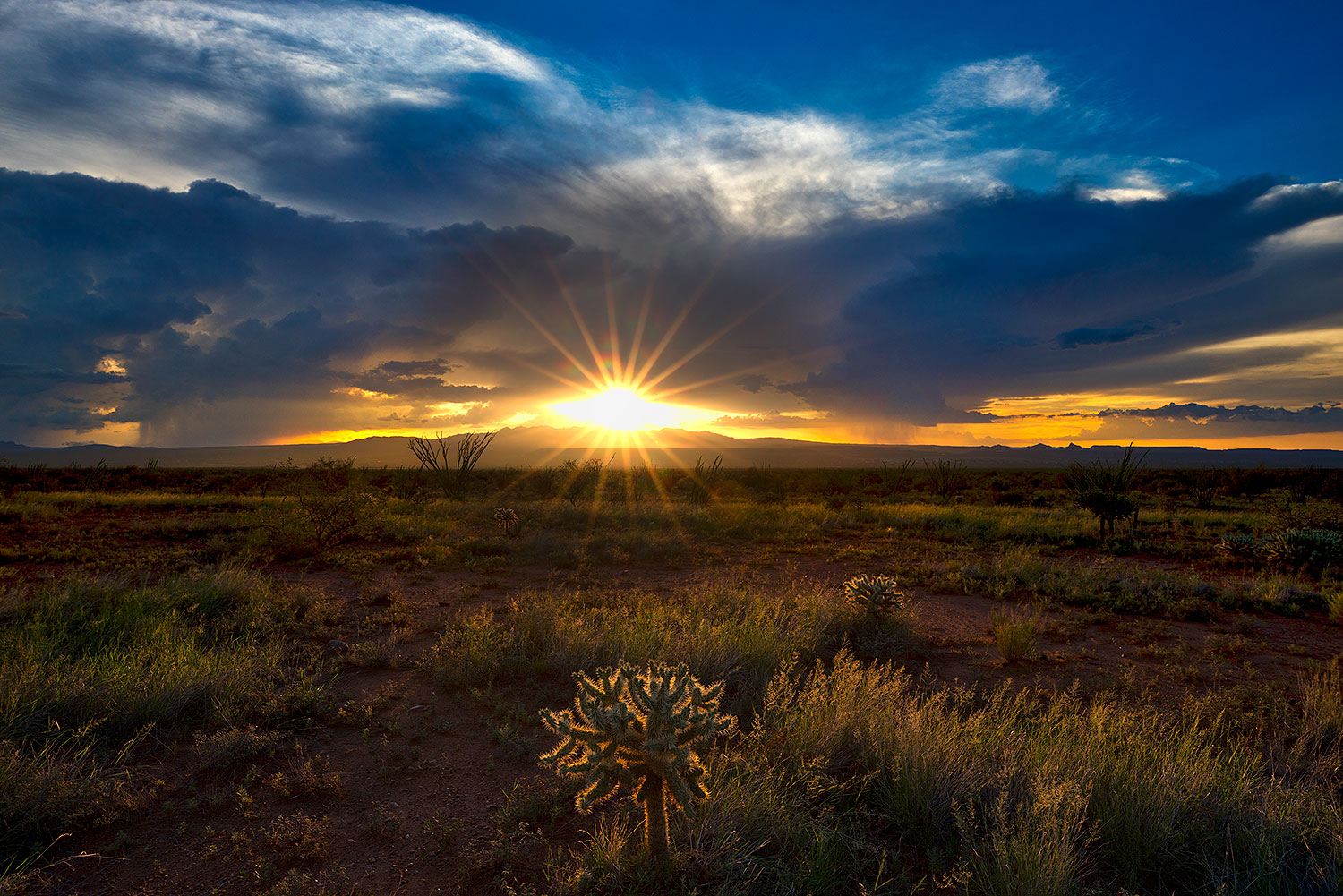 2018-07-18-gv-cholla-ton1-4-a7r3_2713