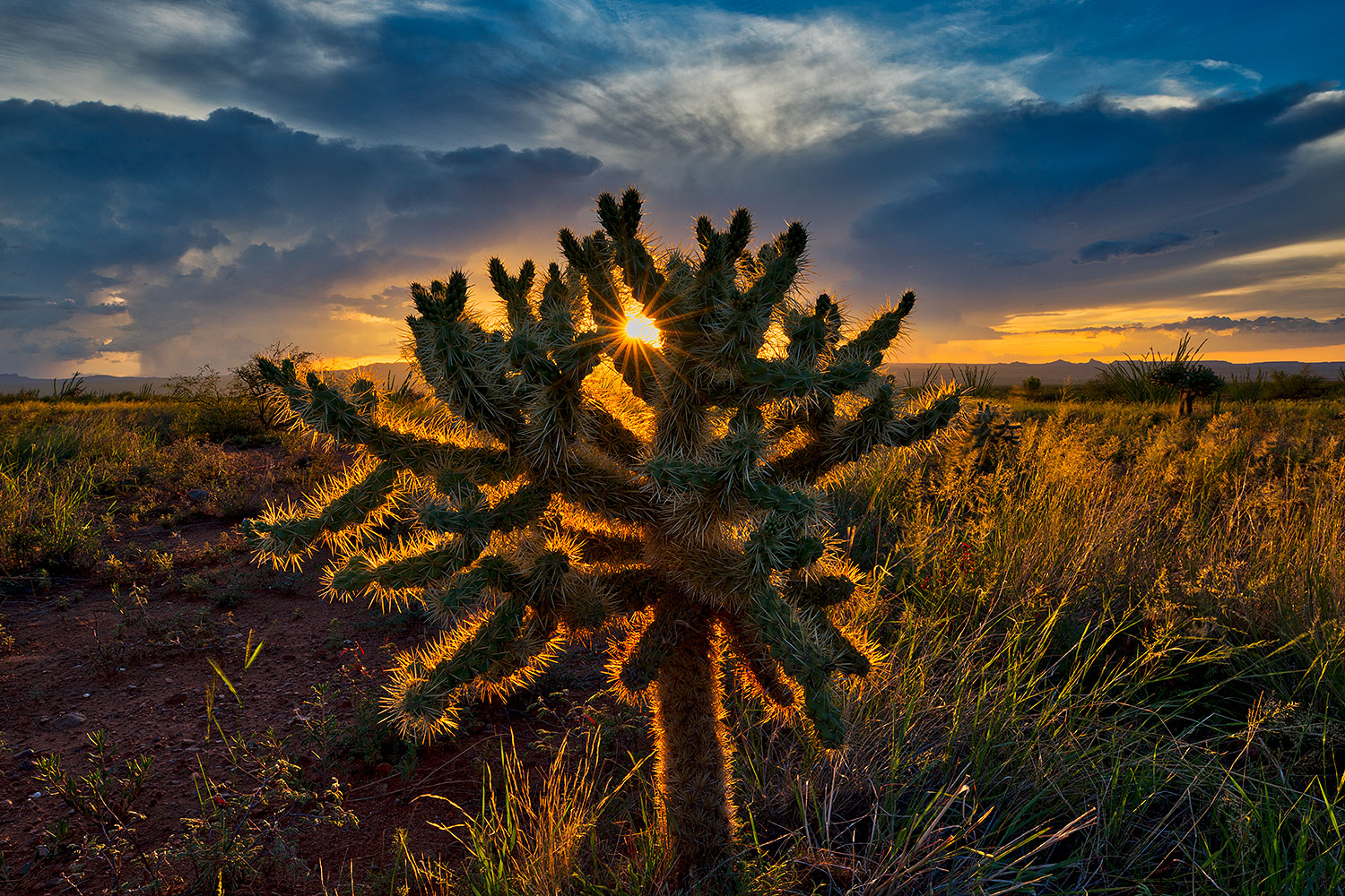 2018-07-18-gv-cholla-ton1mi1-a7r3_2718