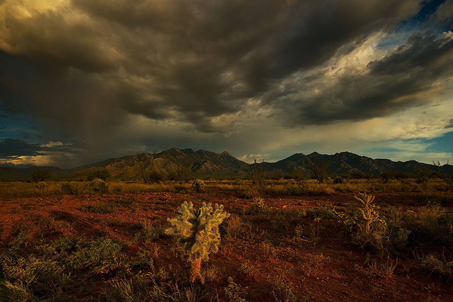 2018-08-03-ritas-cholla-viv1-2to3-56-a7r3_3241