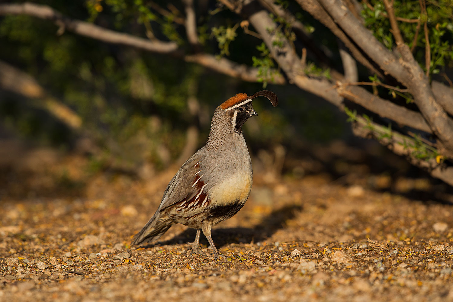 2019-05-10-gv-quail-ton1-5d4_1670