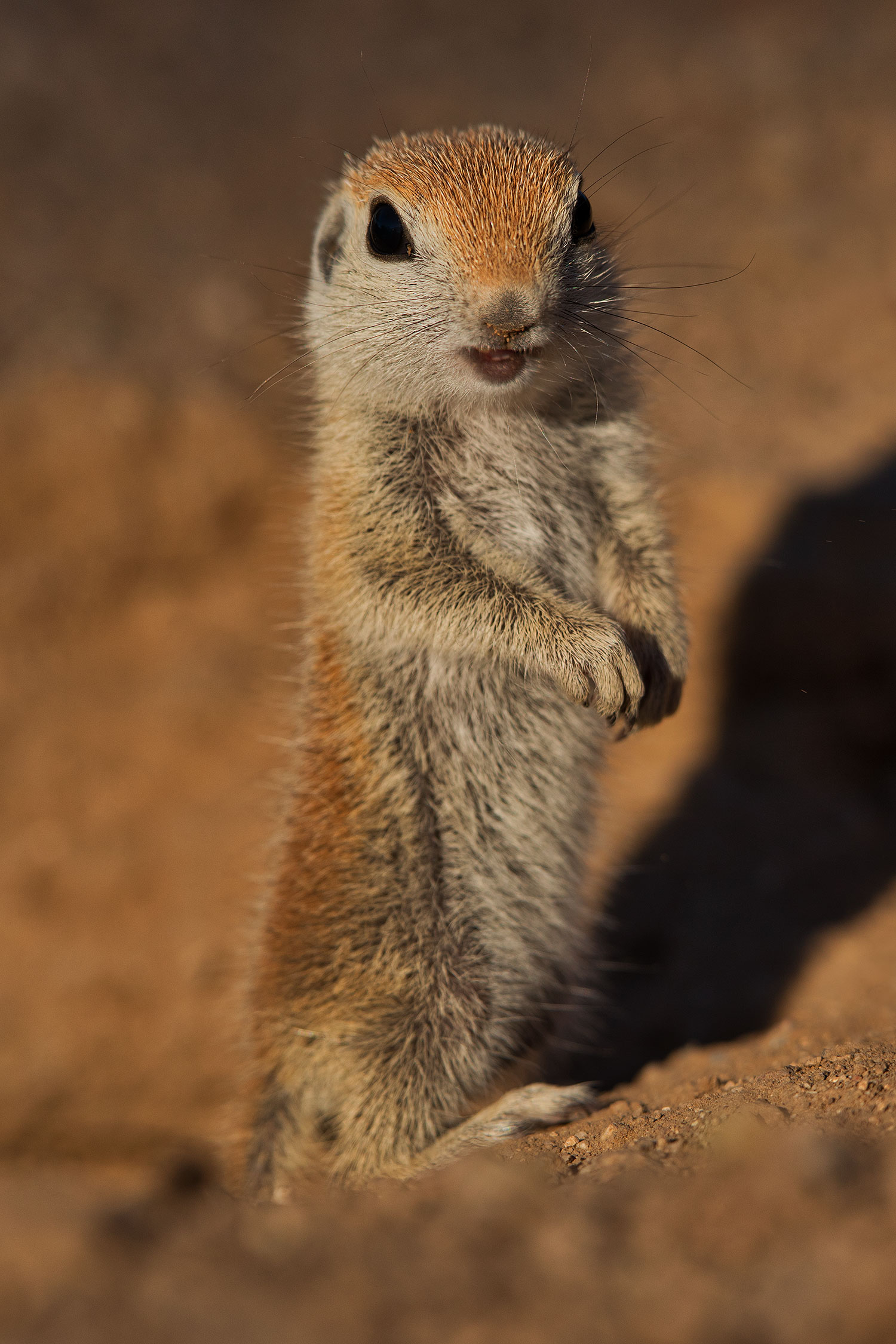 2019-05-13-gv-creatures-viv1-4-5d4_2493v