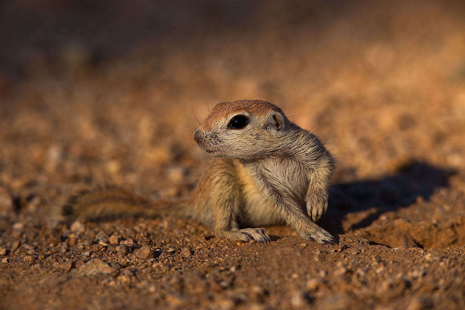 2019-05-13-gv-creatures-viv1-5d4_2242