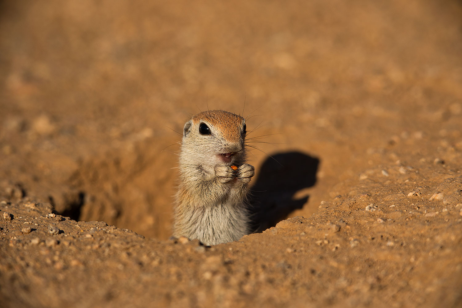 2019-05-13-gv-creatures-viv1-5d4_2279