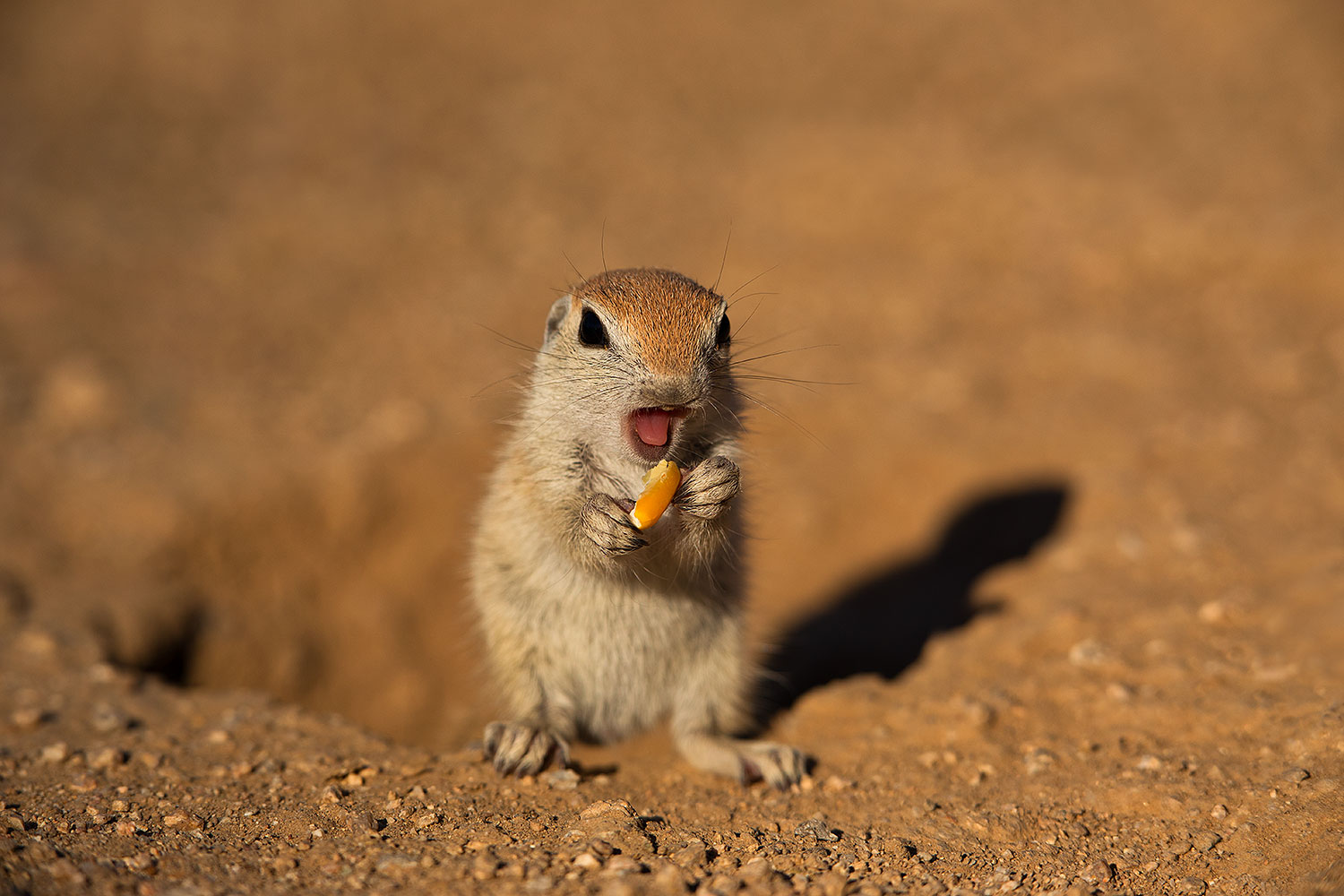 2019-05-13-gv-creatures-viv1-5d4_2313