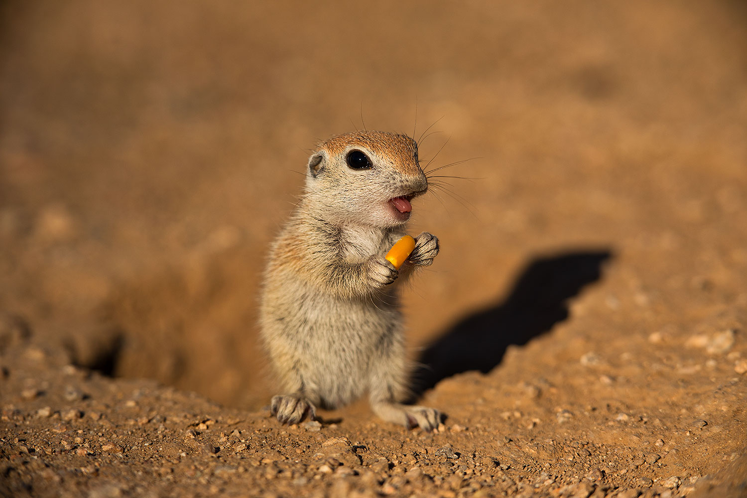 2019-05-13-gv-creatures-viv1-5d4_2341