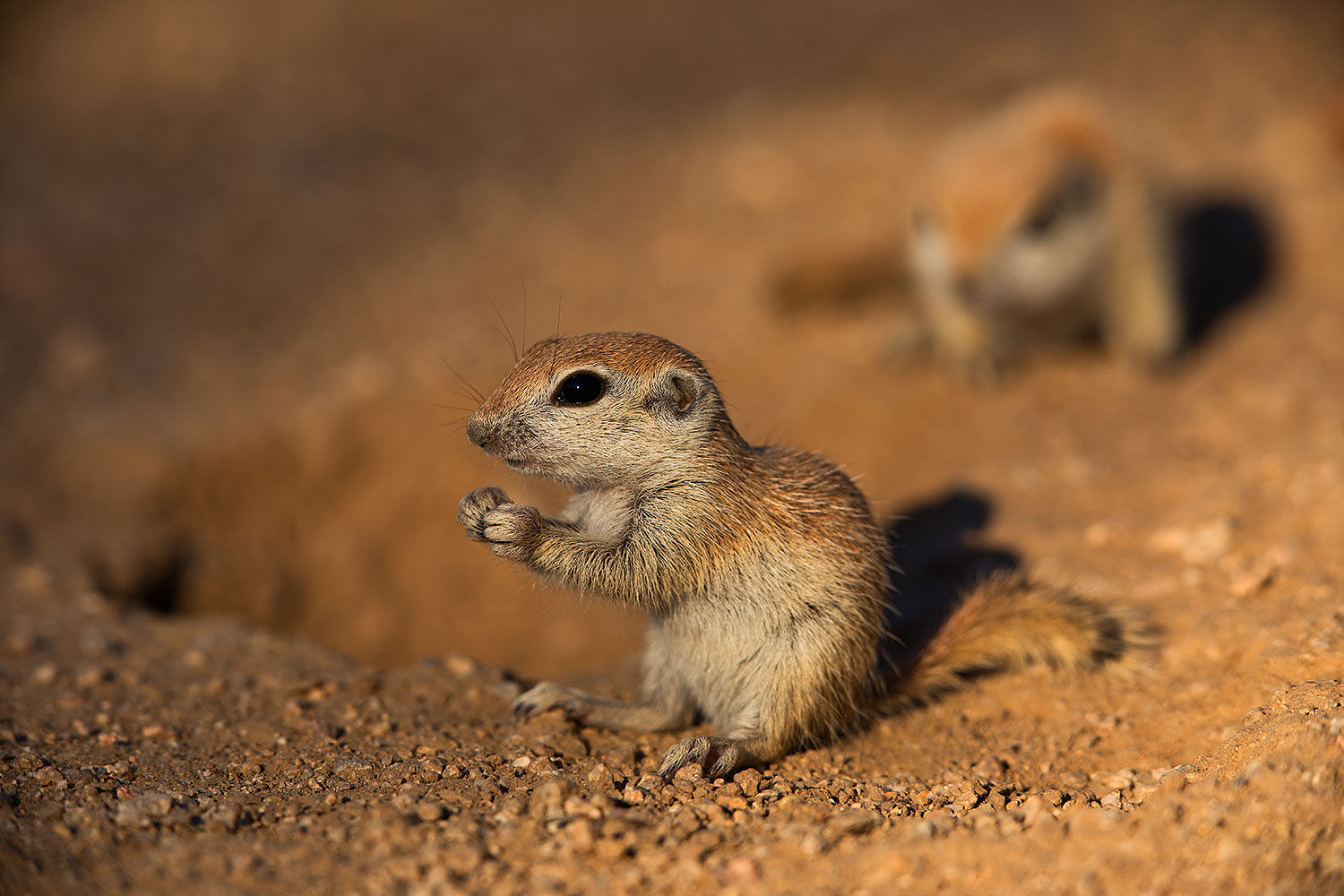 2019-05-13-gv-creatures-viv1-5d4_2448