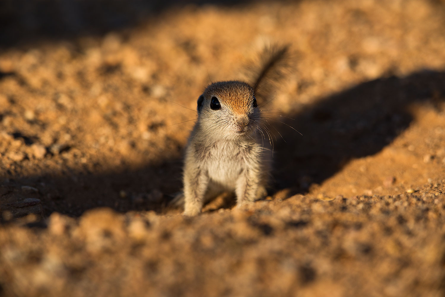 2019-05-13-gv-creatures-viv1-5d4_3135