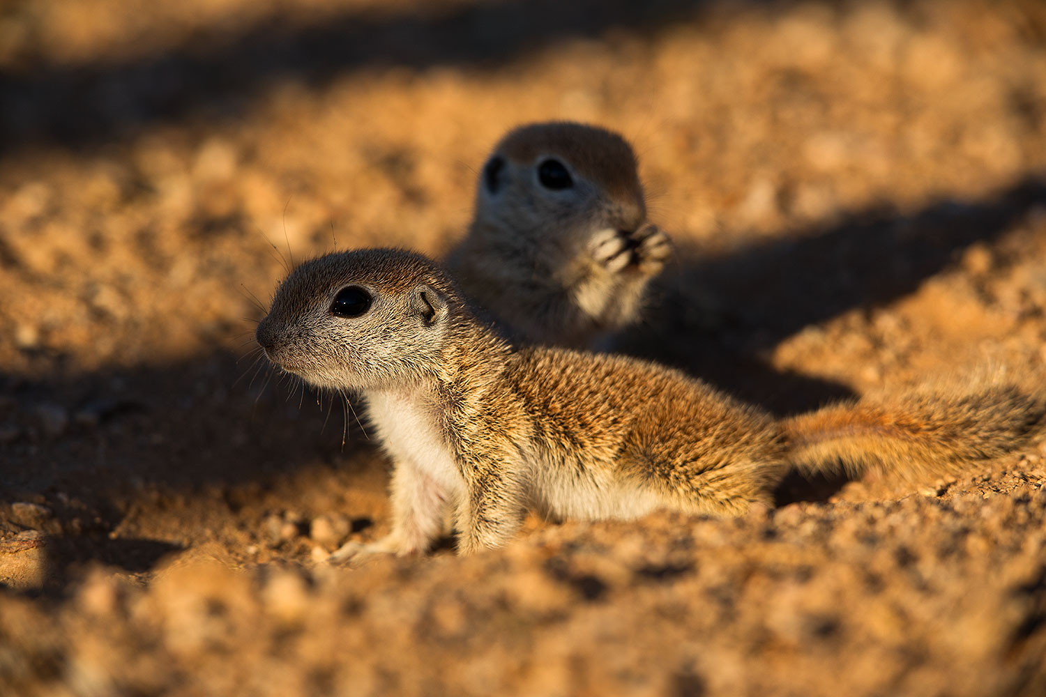 2019-05-13-gv-creatures-viv1-5d4_3336