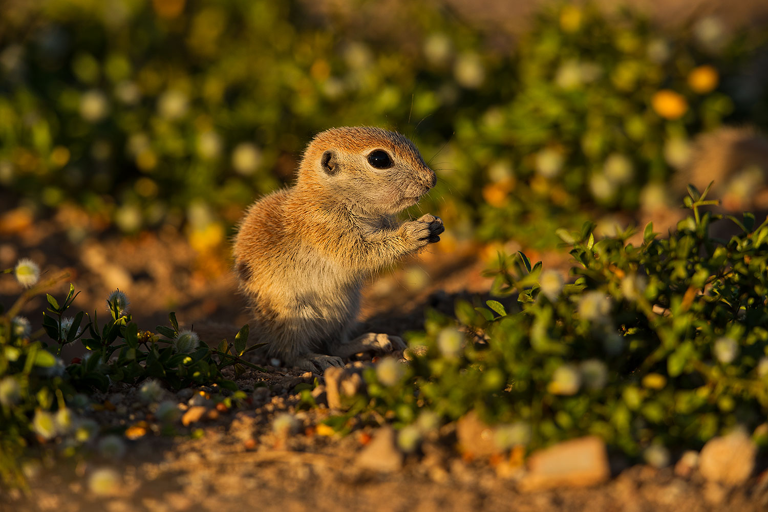 2019-05-14-gv-creatures-ton1-5d4_5072