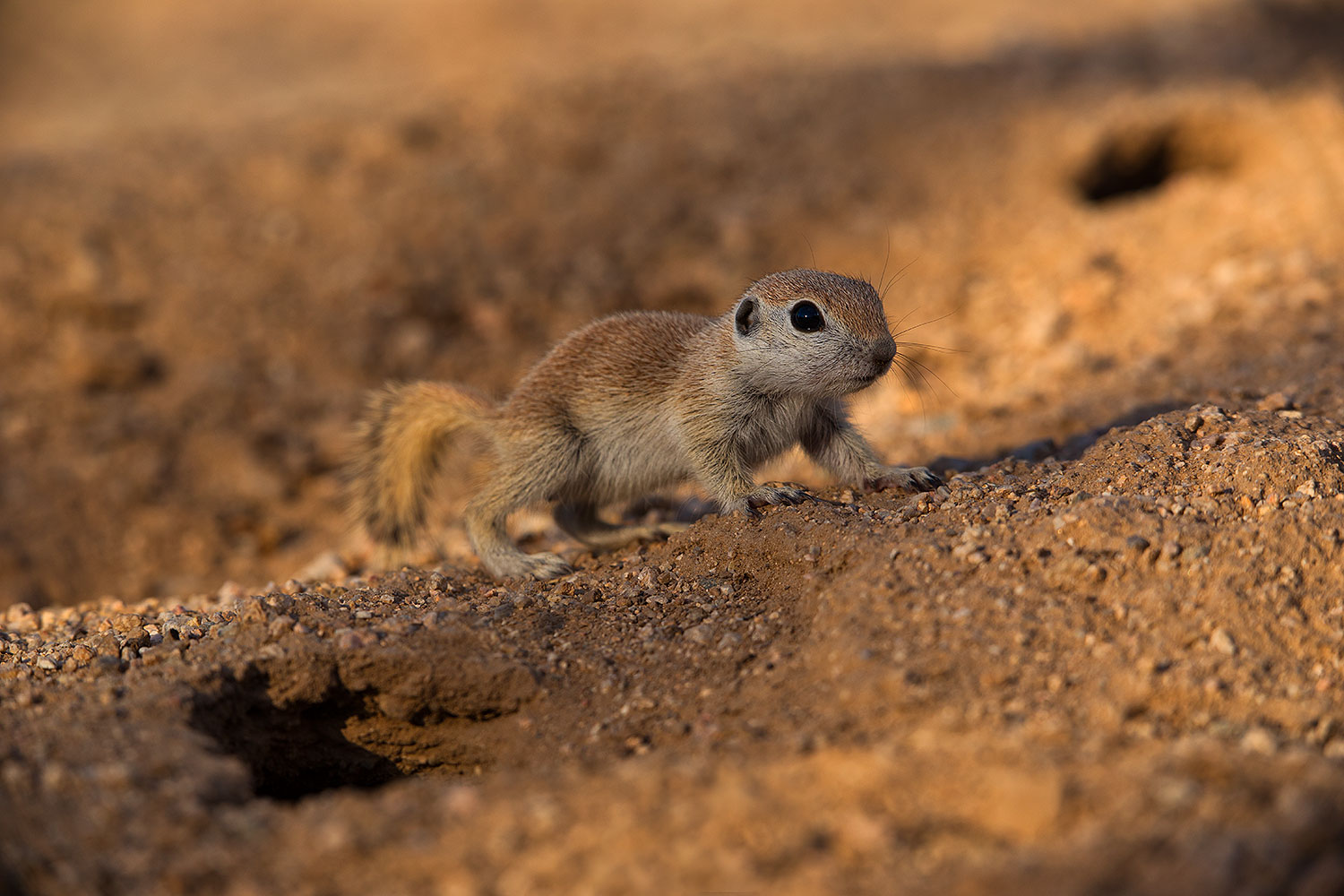 2019-05-14-gv-creatures-viv1-5d4_4001