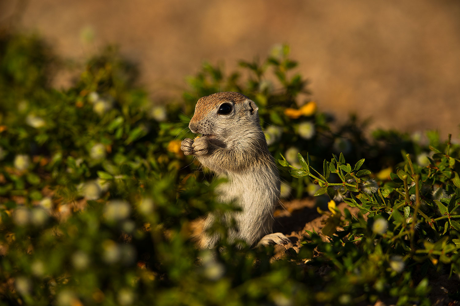 2019-05-14-gv-creatures-viv1-5d4_4349