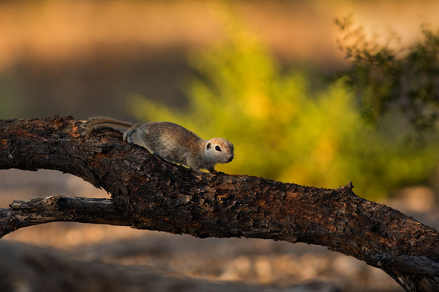 2019-06-05-gv-creatures-mi1-a7r3_15273