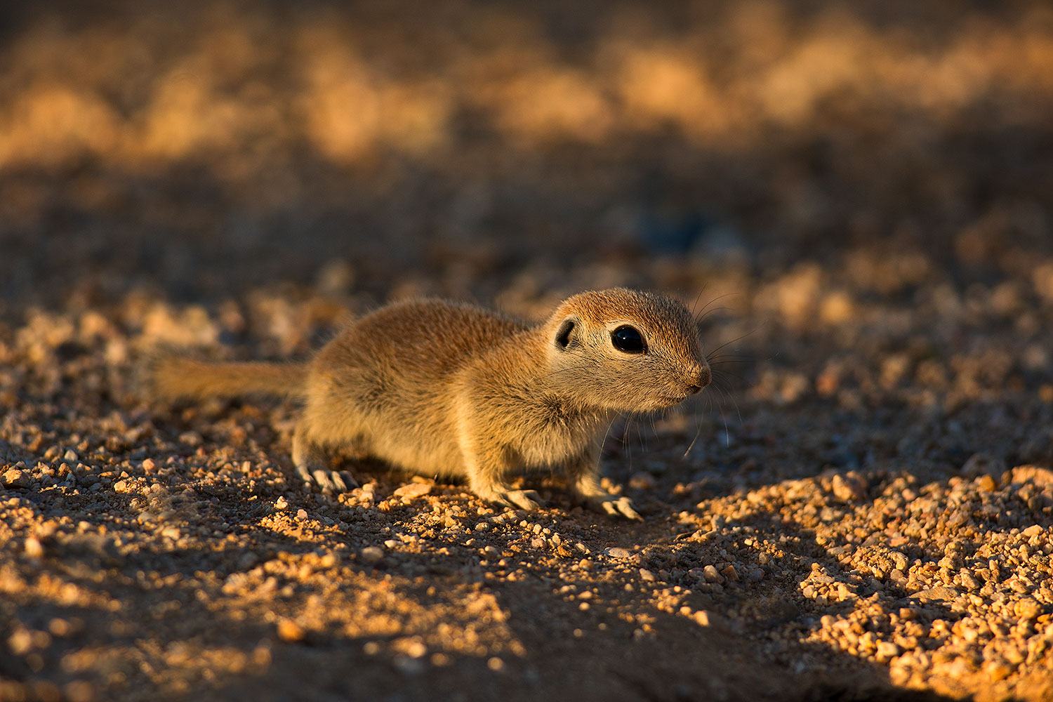 2019-06-05-gv-creatures-viv1-a7r3_15309