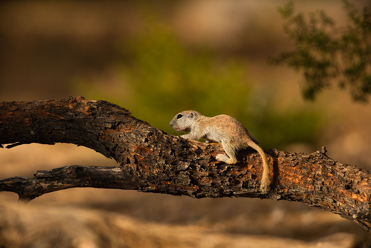 2019-06-06-gv-creatures-viv1-a7r3_15383