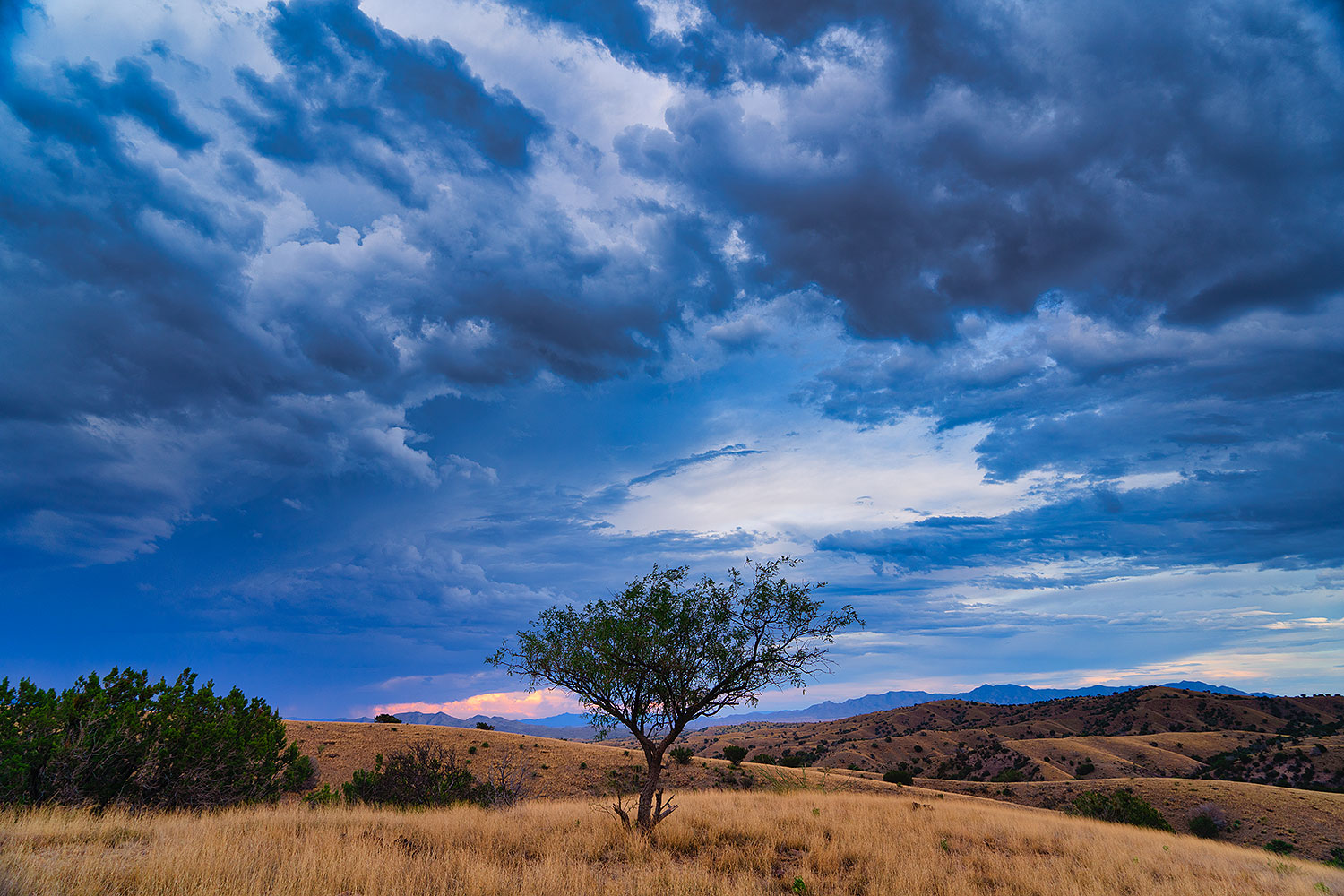 2020-08-13-box-tree-7to1n81-a7r3_30776