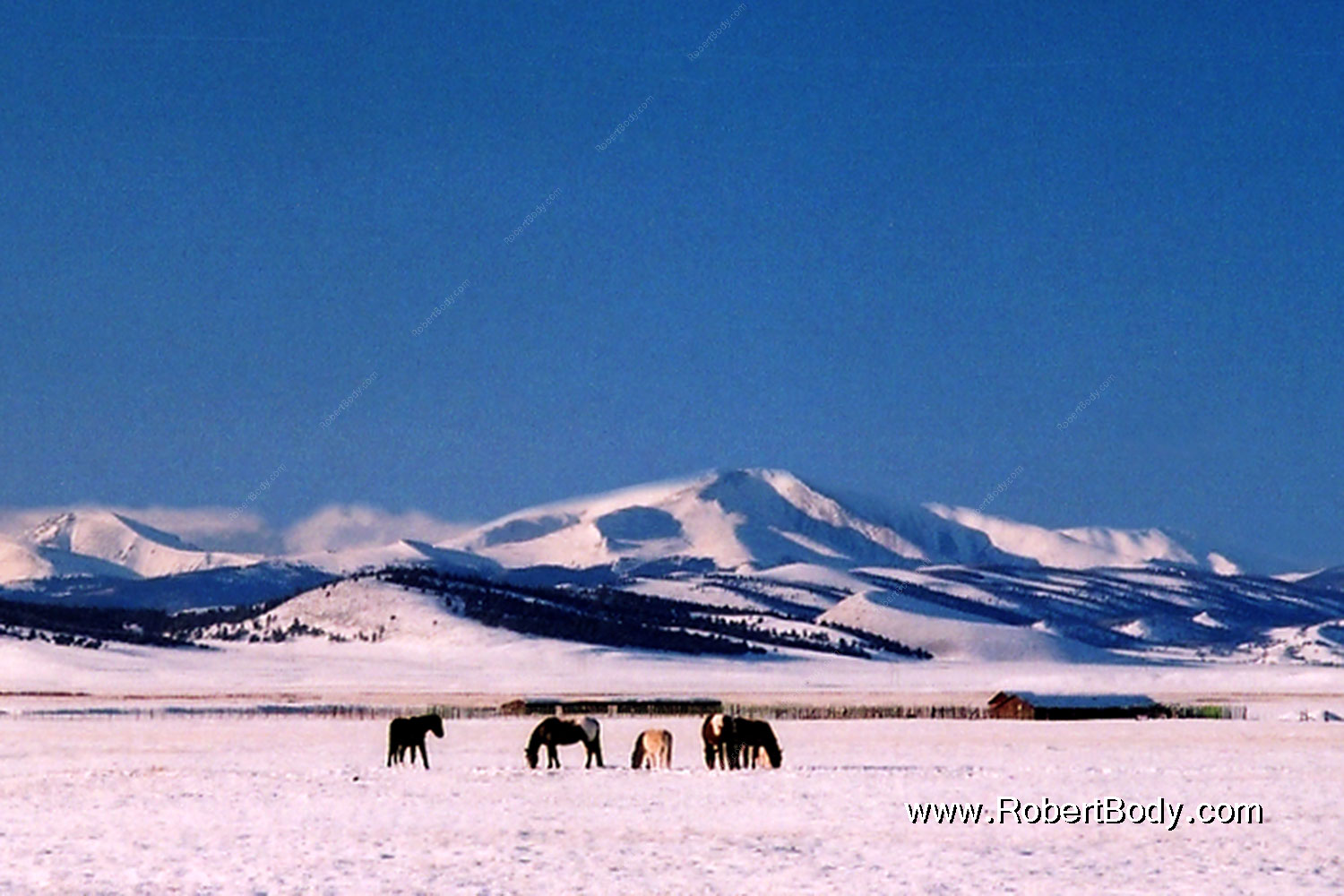 2006-02-hartsel-snow-horses