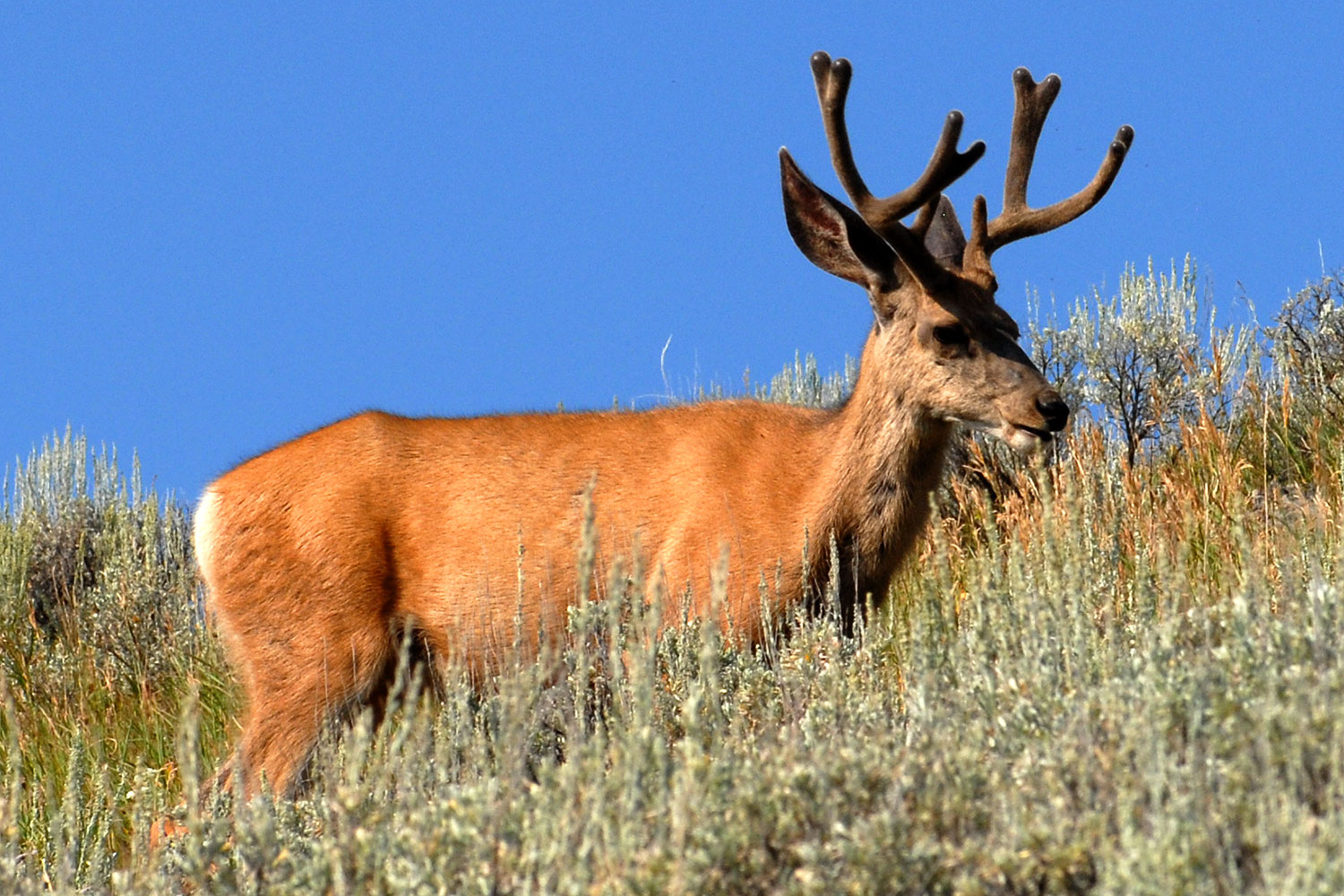 2007-07-28-y-deer02