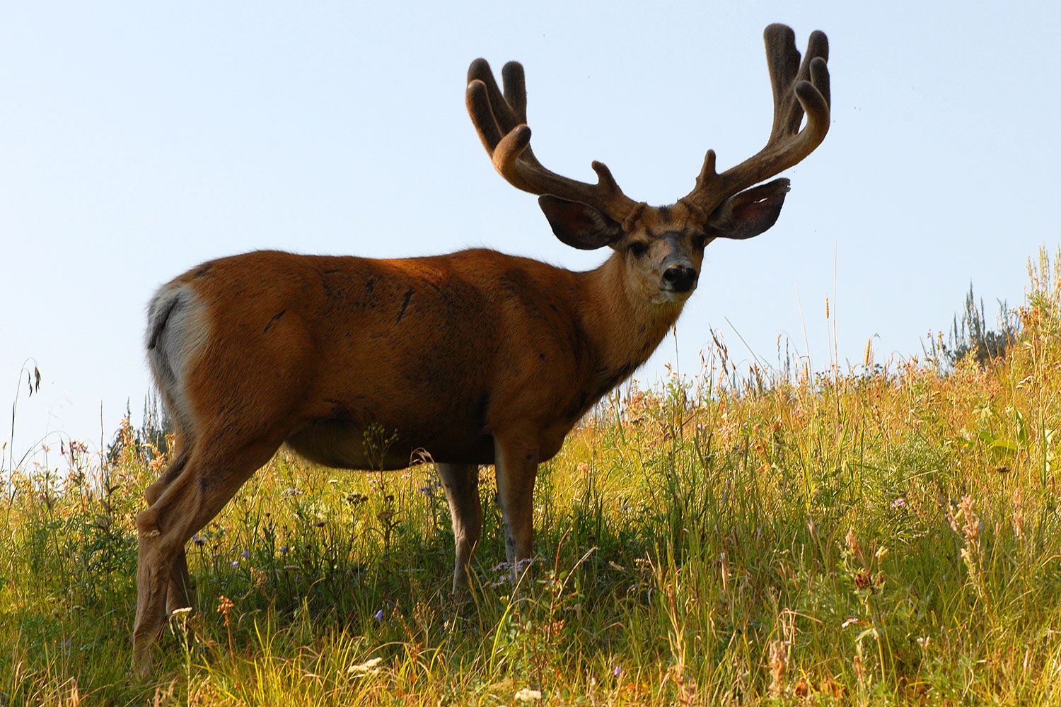 2007-07-28-y-deer04