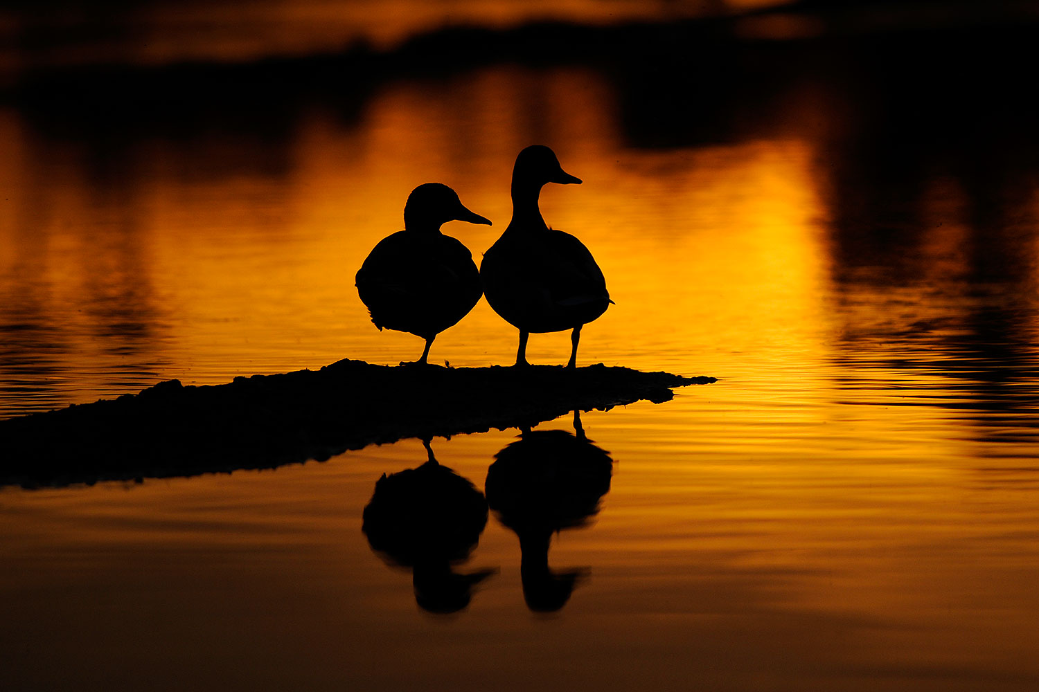 2009-02-27-riparian-sunset-100601