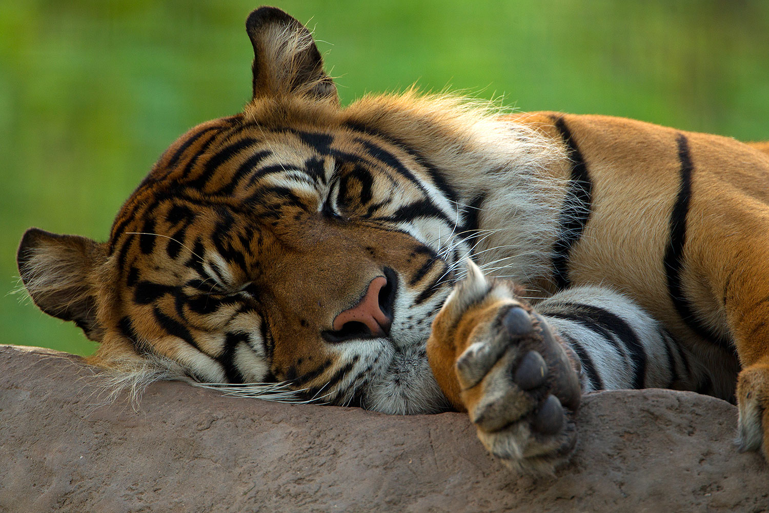 2010-07-28-zoo-tiger-cps0205