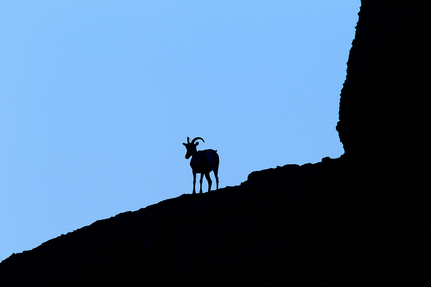 2010-08-20-zoo-bighorns-25288