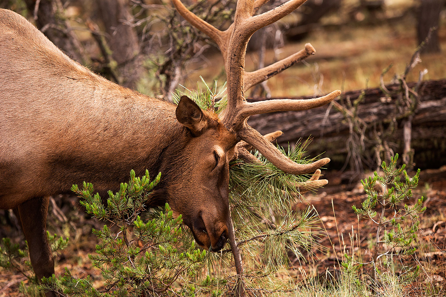 2014-08-12-gc-elk-1dx_4278