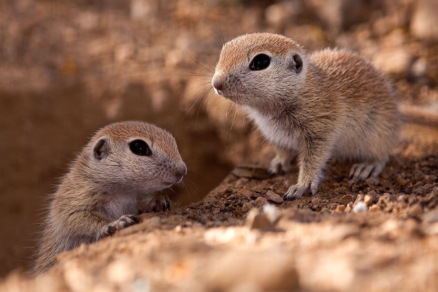 2015-05-10-creatures-60-5d3_0966
