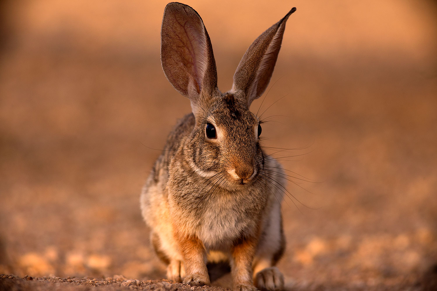 2016-06-09-tucson-bunnies-1dx_19102