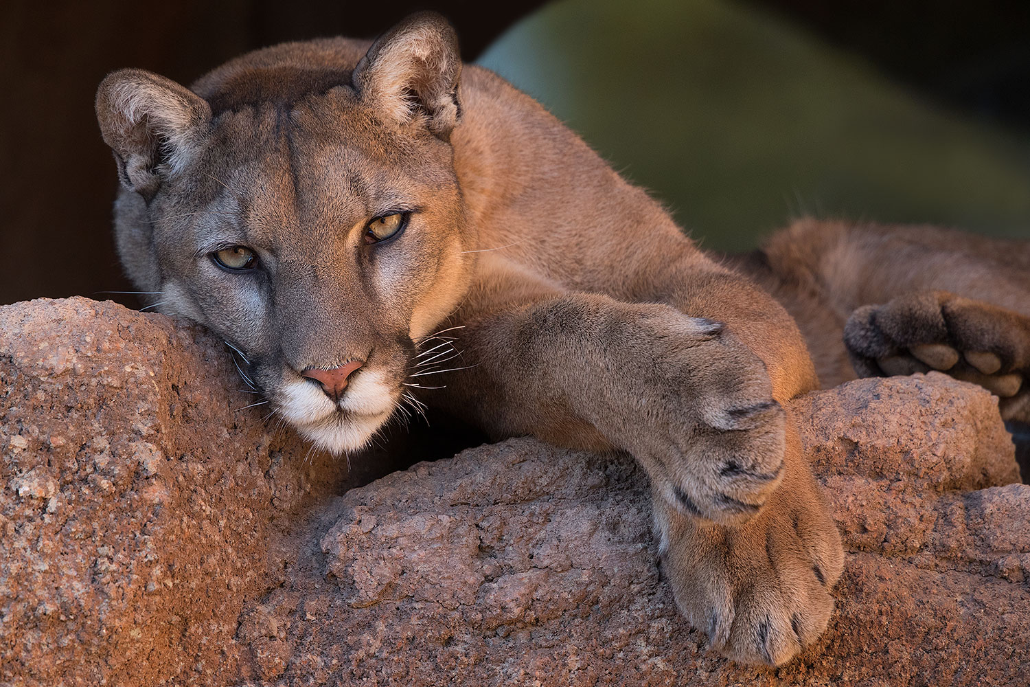 2017-01-07-desert-puma-1x2_8228