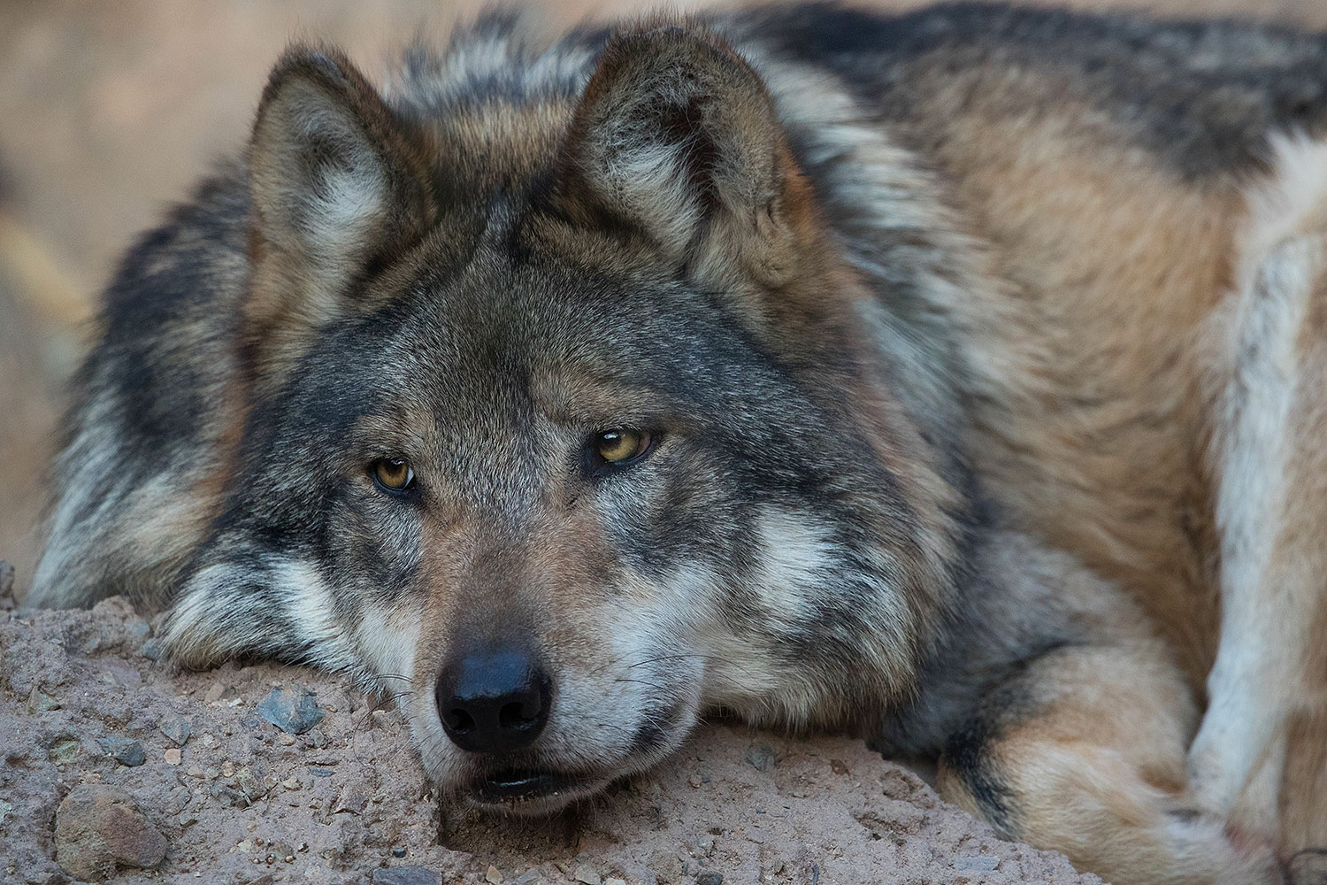 2017-01-07-desert-wolf-1x2_9010