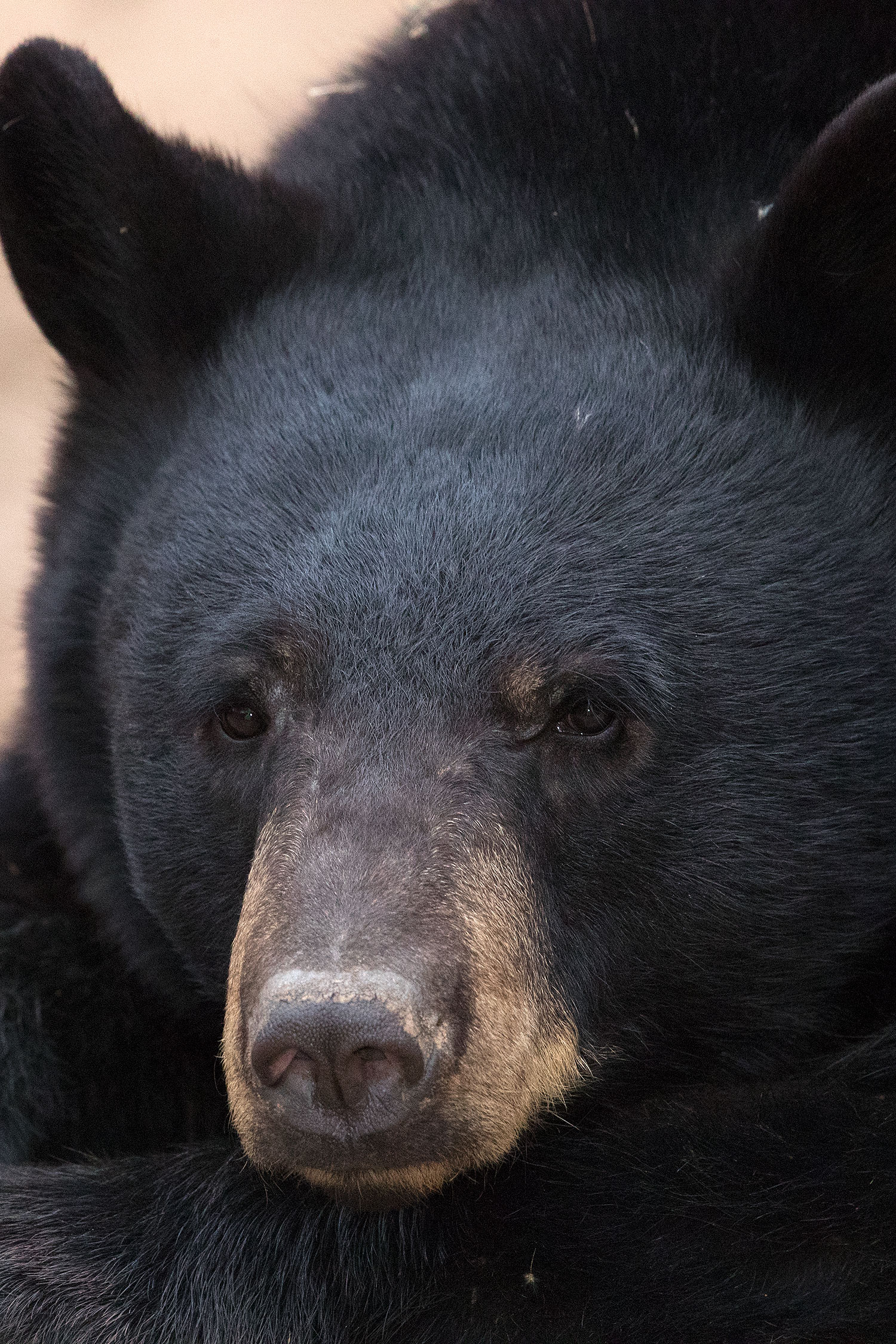 2017-01-09-museum-bear-1x2_12556v