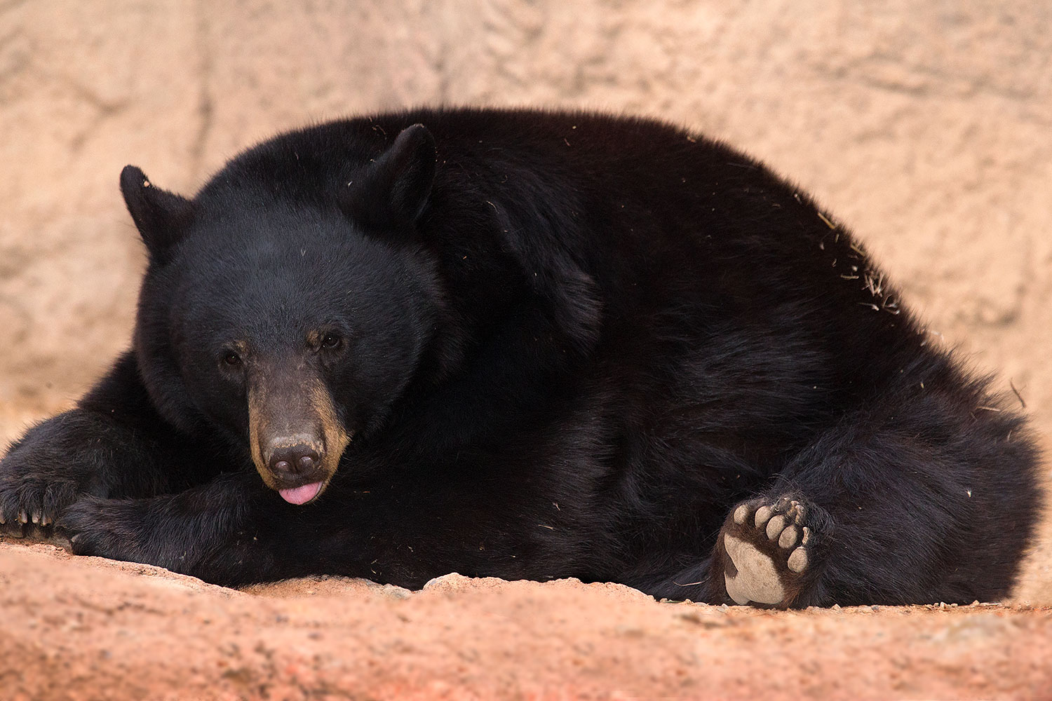 2017-01-09-museum-bear-1x_34503