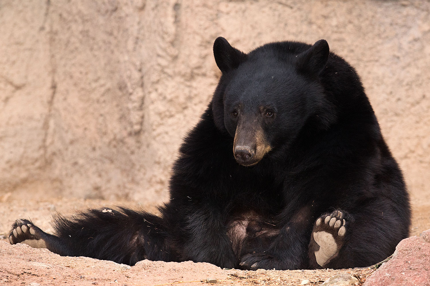 2017-01-09-museum-bear-1x_34521