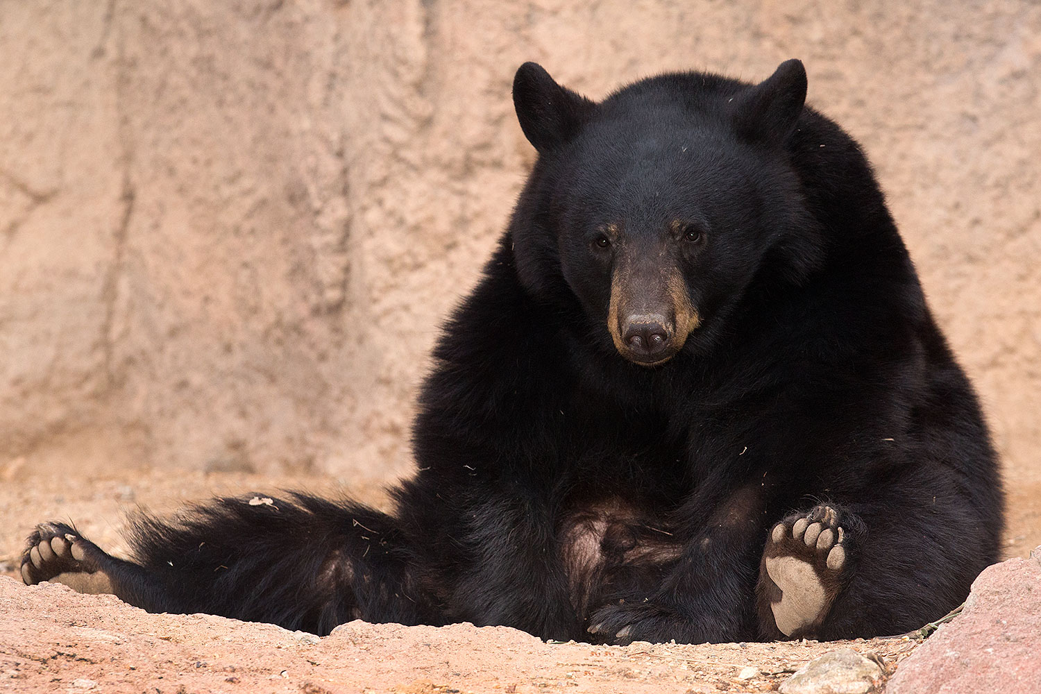 2017-01-09-museum-bear-1x_34524