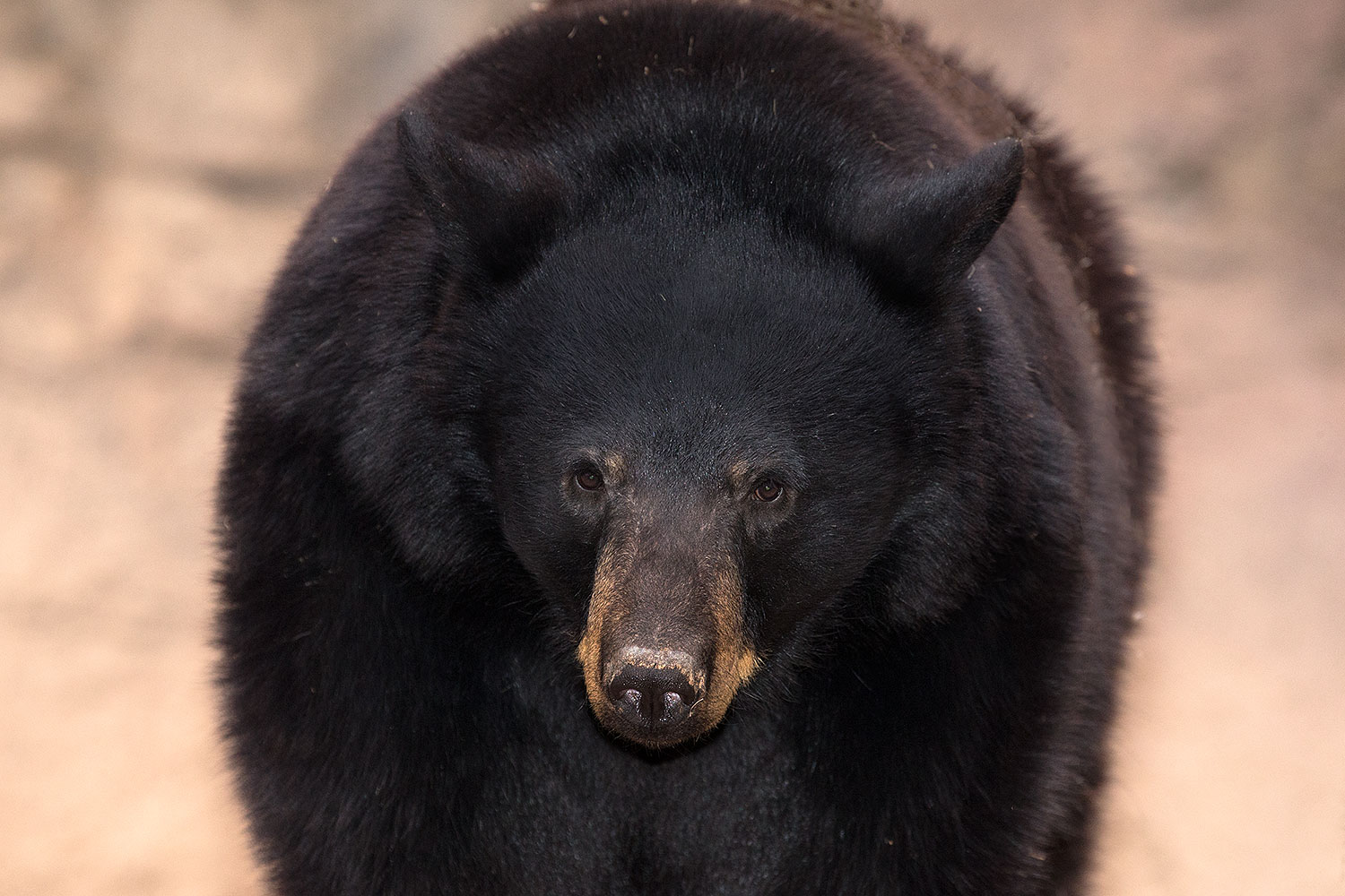2017-01-09-museum-bear-1x_34562