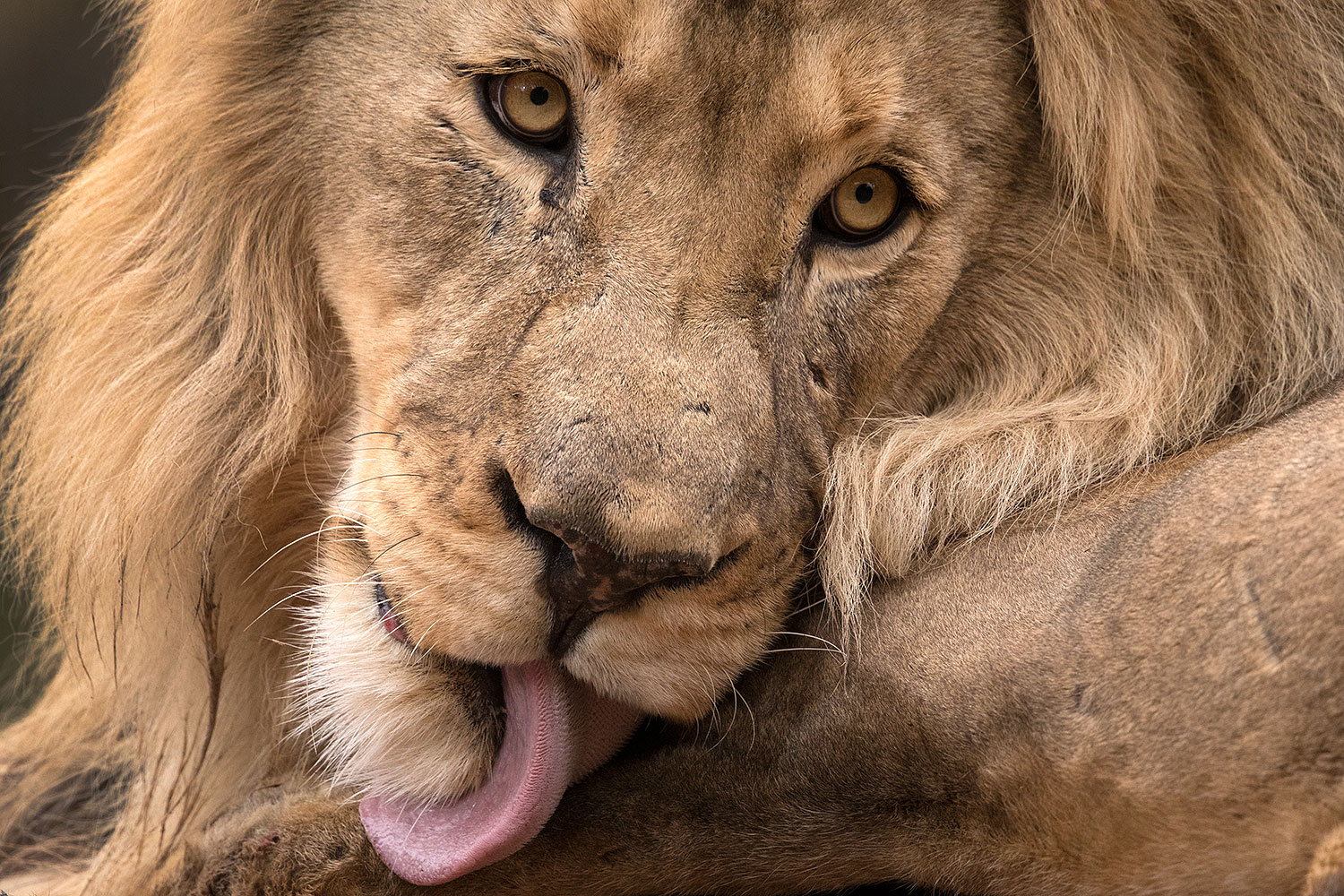 2017-01-09-tuc-reid-lion-1x2_11239