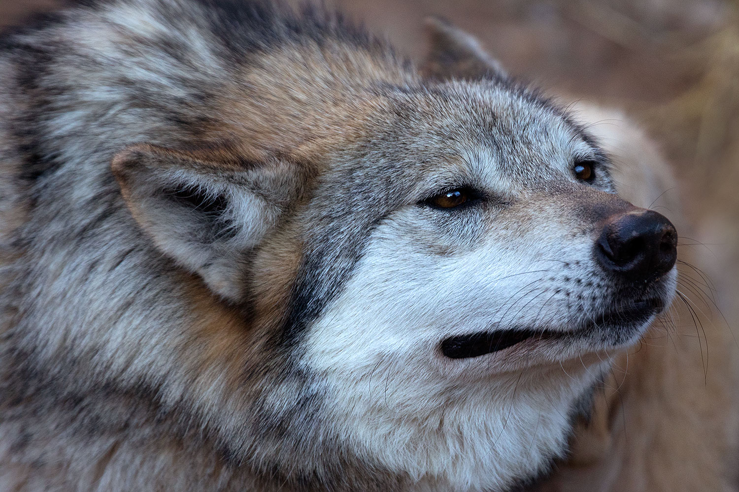 2017-01-26-museum-wolves-5d4_0447