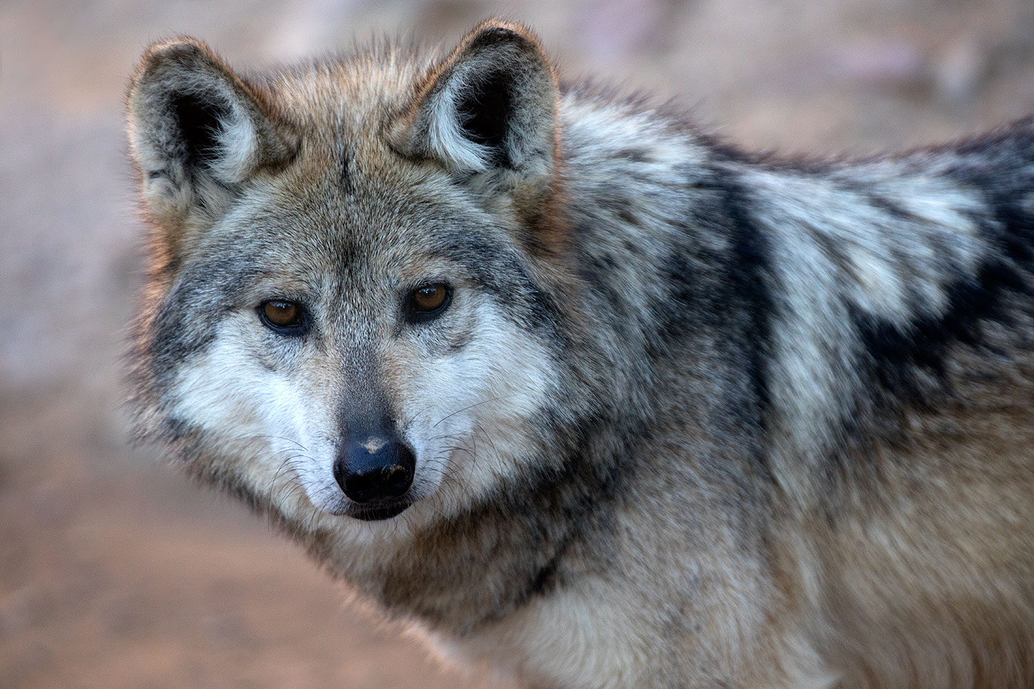2017-01-26-museum-wolves-5d4_0464