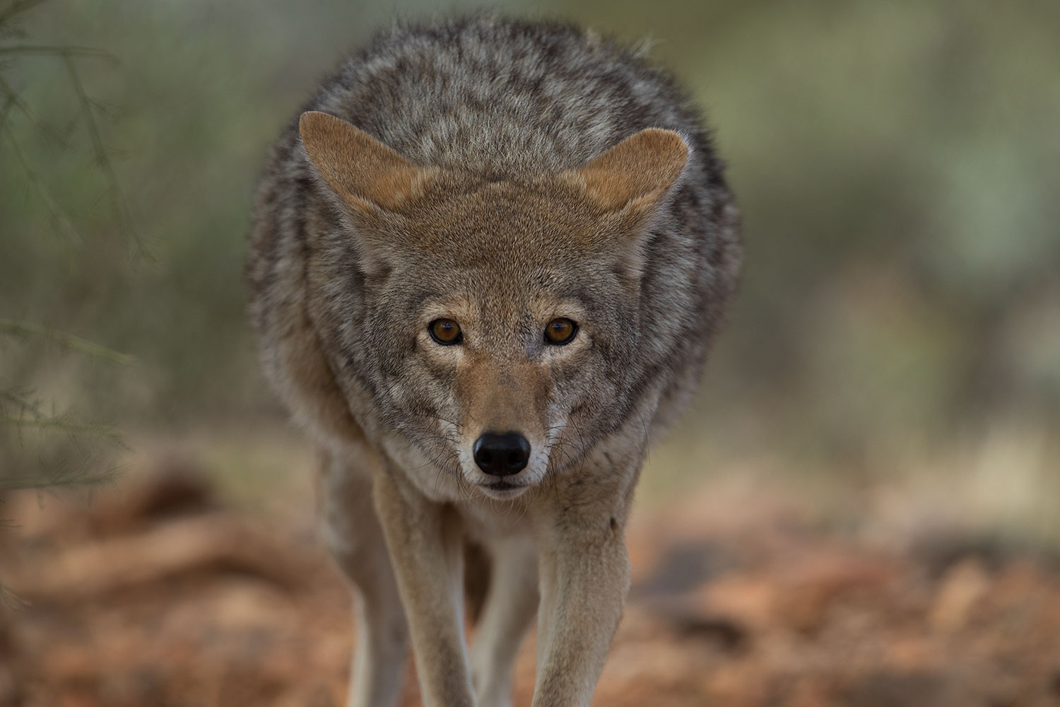 2017-02-17-museum-coyote-1x2_5959
