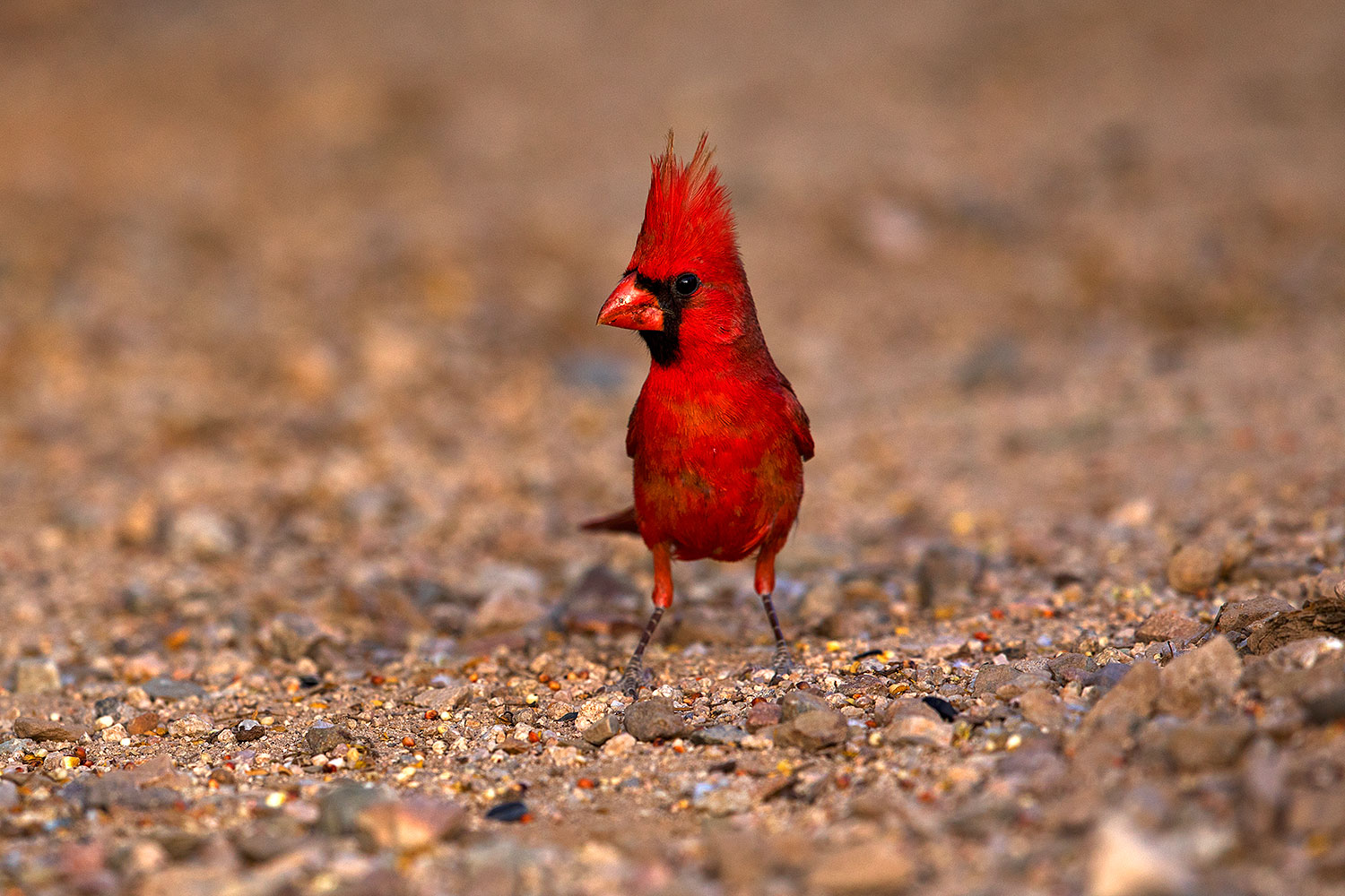 2018-05-26-gv-cardinal-viv77-5d4_6407