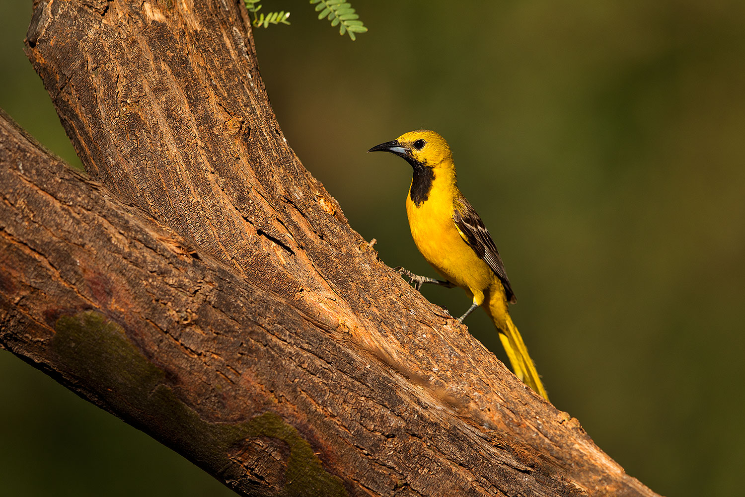 2018-06-07-gv-oriole-92-5d4_10117