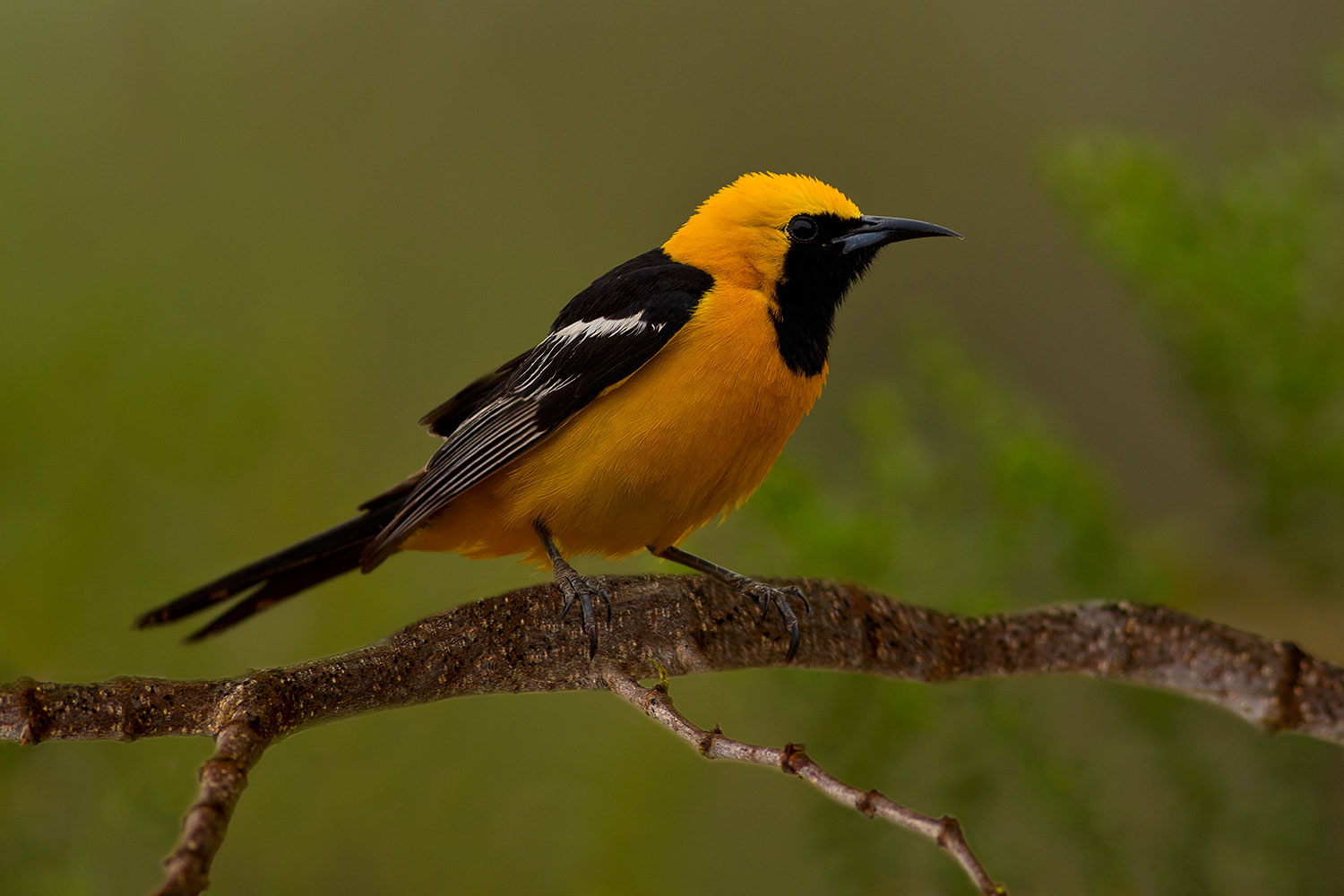 2018-06-15-gv-oriole-viv77-24-34-a7r3_1725