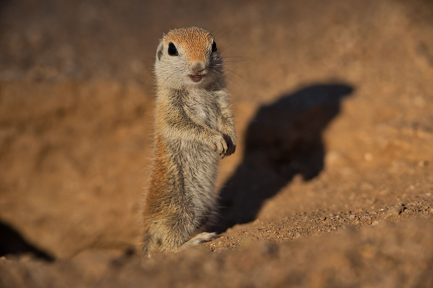 2019-05-13-gv-creatures-viv1-4-5d4_2493
