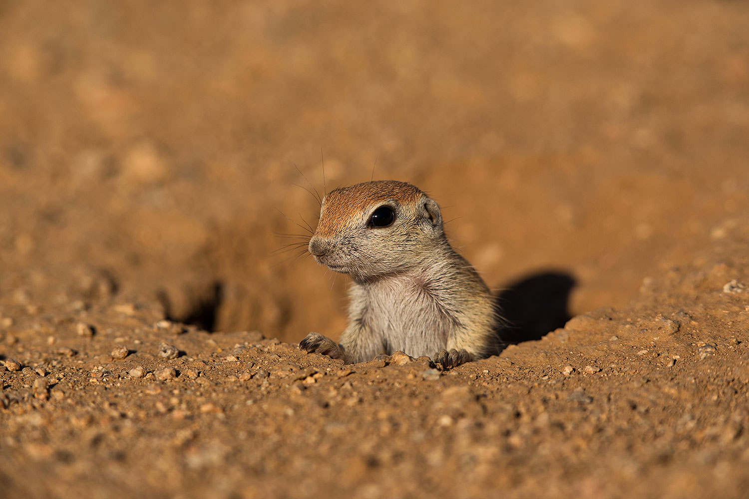 2019-05-13-gv-creatures-viv1-5d4_2128