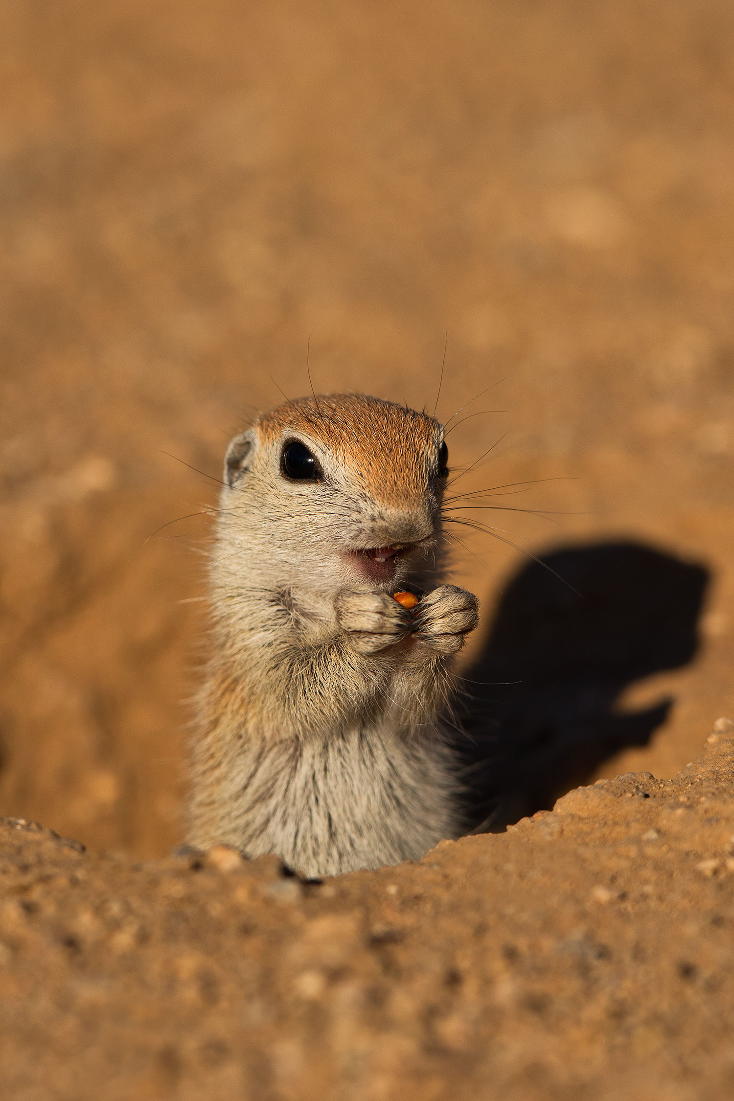 2019-05-13-gv-creatures-viv1-5d4_2279v
